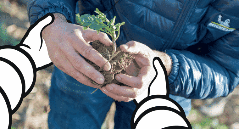 image mainplant zenaterra