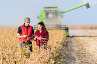Young farmers in soybean fields before harvest