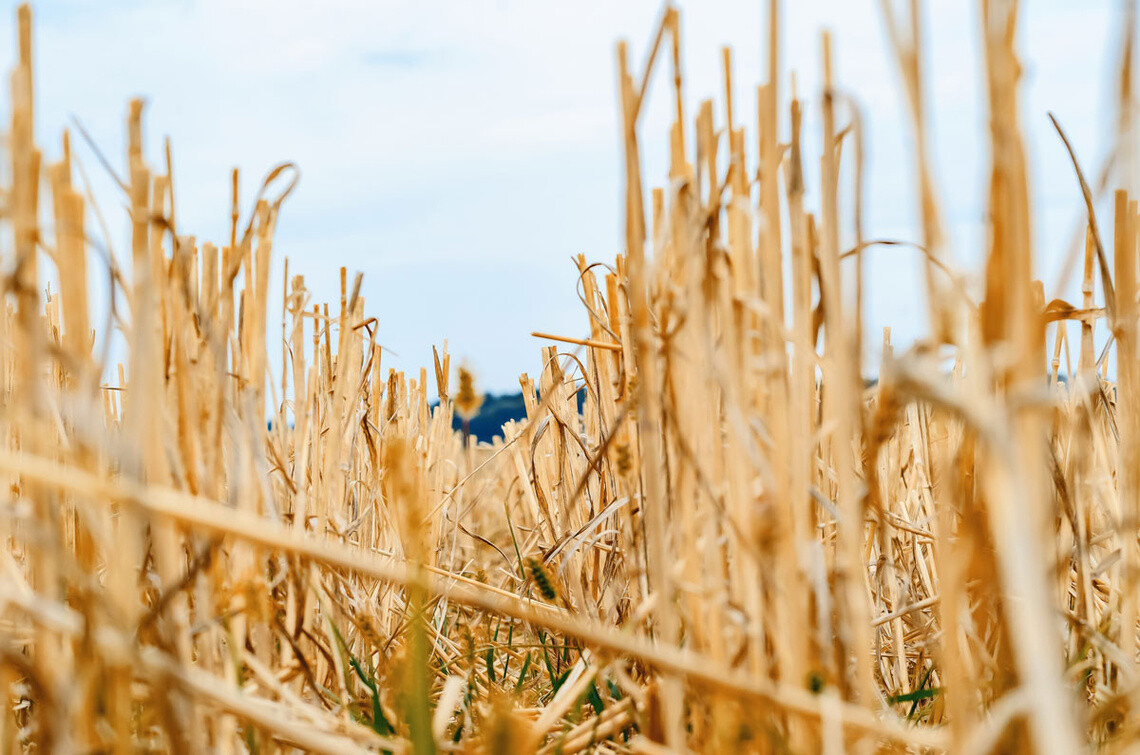 The plants are becoming more resistant and the stems more robust