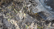 Tractor tire with soil and grass stuck in the tread