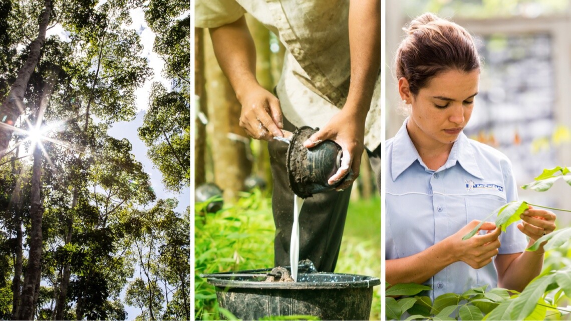 EUDR compliance will lead to drastic changes in the tyre raw