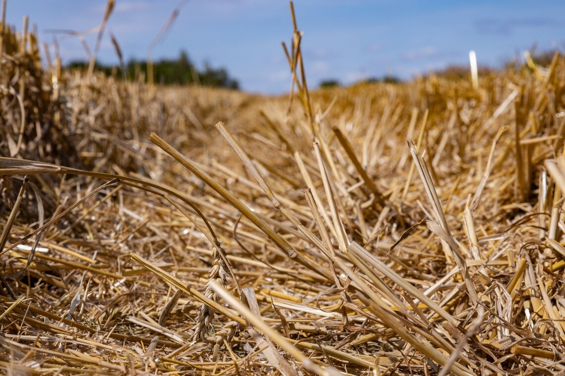 the stalks of crops in a field after it has been harvested.