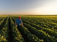 farmer in the field