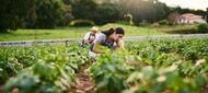 Farmer observing their crops