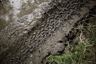 Tyre track in mud
