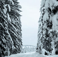 View of snow covered road surrounded by trees.