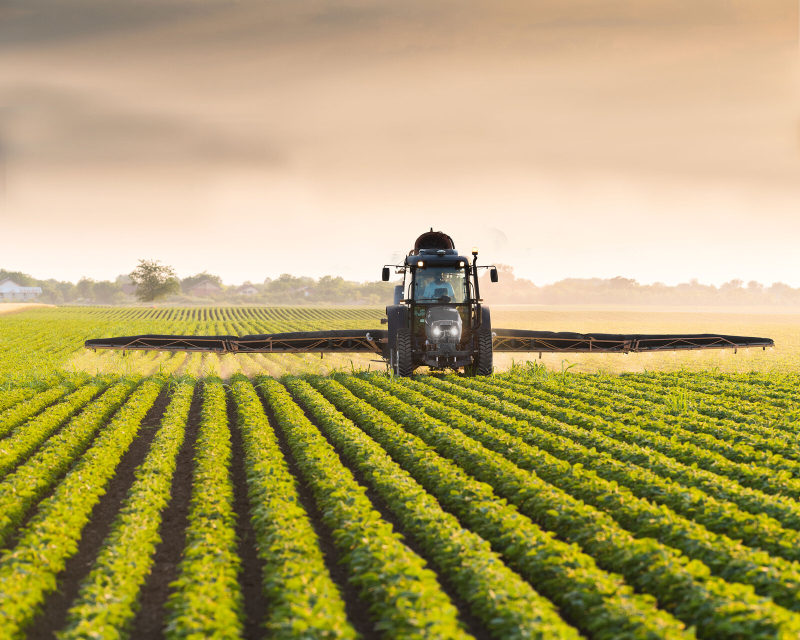 Agriculture manufacturing. Tractor spraying soybean field at Spring. Соевое поле Узбекистан. Tractor Sprayed pesticide. Трактор прицеп вечером сажать поле соя.