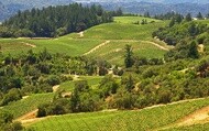 alexander valley vineyards
