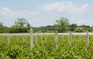 wolffer estate vineyard